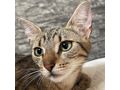 Katze BERRY - Mischlingskatzen - Bild 2