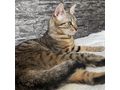 Katze BERRY - Mischlingskatzen - Bild 4