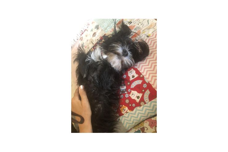 Unsere Hndin 5Jahre alt Malteser Hab - Rassehunde - Bild 1