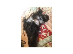 Unsere Hndin 5Jahre alt Malteser Hab - Rassehunde - Bild 1