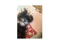 Unsere Hndin 5Jahre alt Malteser Hab - Rassehunde - Bild 4