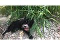 Unsere Hndin 5Jahre alt Malteser Hab - Rassehunde - Bild 3