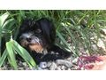 Unsere Hndin 5Jahre alt Malteser Hab - Rassehunde - Bild 2