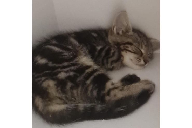 Ktzchen Adoption - Mischlingskatzen - Bild 1