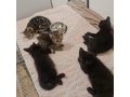 Ktzchen Adoption - Mischlingskatzen - Bild 2