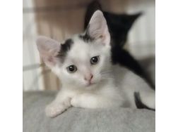Babykatze verschenken - Mischlingskatzen - Bild 1