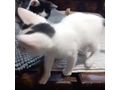 Babykatze verschenken - Mischlingskatzen - Bild 2