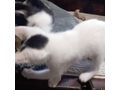 Babykatze verschenken - Mischlingskatzen - Bild 5