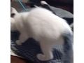 Babykatze verschenken - Mischlingskatzen - Bild 9