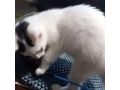 Babykatze verschenken - Mischlingskatzen - Bild 6