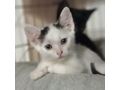 Babykatze verschenken - Mischlingskatzen - Bild 1
