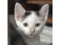 Babykatze verschenken - Mischlingskatzen - Bild 4