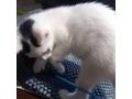 Babykatze verschenken - Mischlingskatzen - Bild 3