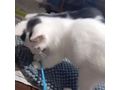 Babykatze verschenken - Mischlingskatzen - Bild 10