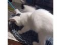 Babykatze verschenken - Mischlingskatzen - Bild 11