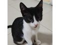 Babykater MATTI - Mischlingskatzen - Bild 1