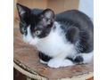 Babykater MATTI - Mischlingskatzen - Bild 2