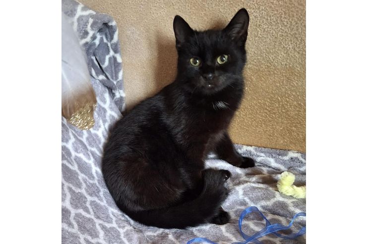 Babykatze Zuhause - Sommer-Komplettrder - Bild 1
