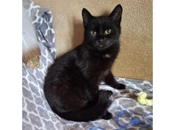 Babykatze Zuhause - Sommer-Komplettrder - Bild 1