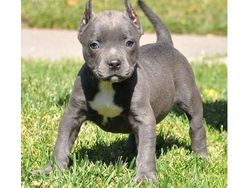 American Staffordshire Pitbull - Mischlingshunde - Bild 1