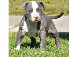 American Staffordshire Pitbull Welpen - Mischlingshunde - Bild 1