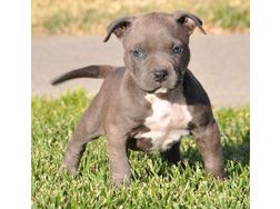 Niedlicher American Staffordshire Pitbull - Mischlingshunde - Bild 1