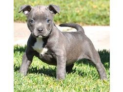 Gesunde Pitbull Welpen verfgbar - Mischlingshunde - Bild 1