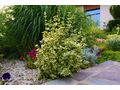 Garten Landschaftsgestaltung - Gartendekoraktion - Bild 4