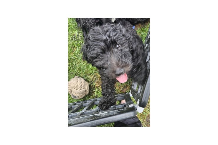 Aussiedoodle Welpen - Mischlingshunde - Bild 1