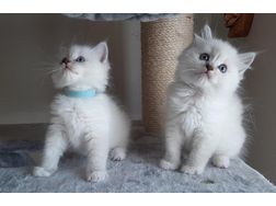 Ragdoll Katzen stehen Verkauf - Mischlingskatzen - Bild 1