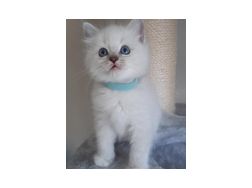 Schne Ragdoll Katzen verfgbar - Mischlingskatzen - Bild 1