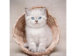 Wunderschne Ragdoll Katzen erhltlic - Mischlingskatzen - Bild 1