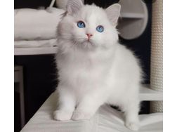 Wunderschne Ragdoll Katzen verkaufen - Mischlingskatzen - Bild 1