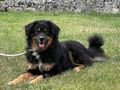 Tommy Teil IHRER Familie - Mischlingshunde - Bild 3