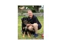 Tommy Teil IHRER Familie - Mischlingshunde - Bild 1