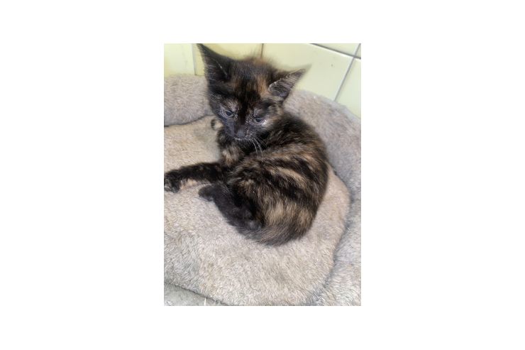 Babykatzen 10 Wochen jung verkaufen - Mischlingskatzen - Bild 1