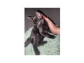 Babykatzen 10 Wochen jung verkaufen - Mischlingskatzen - Bild 2