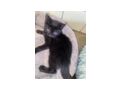 Babykatzen 10 Wochen jung verkaufen - Mischlingskatzen - Bild 3