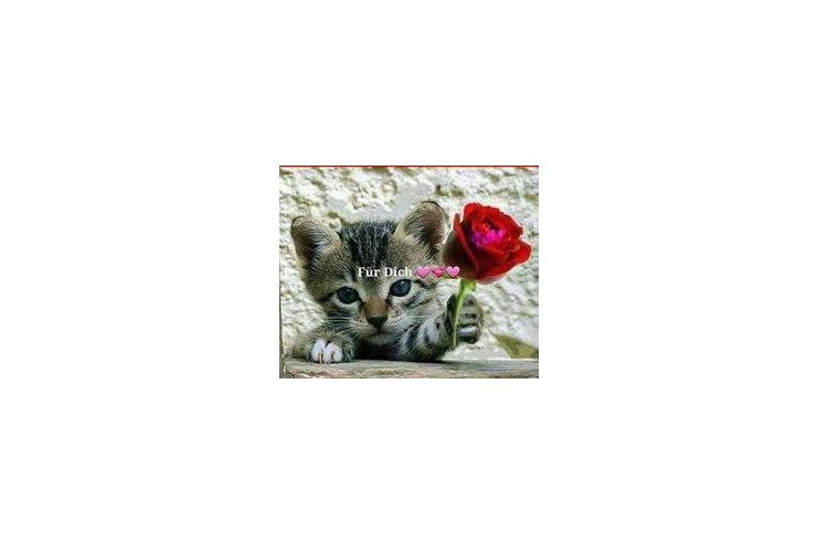 Suche Dame kuscheln - Er sucht Sie - Bild 1