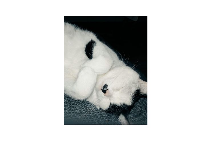 2 Katzen 4 Jahre Umzug abzugeben - Mischlingskatzen - Bild 1