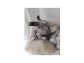 2 Katzen 4 Jahre Umzug abzugeben - Mischlingskatzen - Bild 2