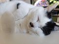 2 Katzen 4 Jahre Umzug abzugeben - Mischlingskatzen - Bild 4