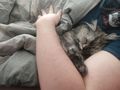 2 Katzen 4 Jahre Umzug abzugeben - Mischlingskatzen - Bild 5