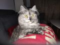 2 Katzen 4 Jahre Umzug abzugeben - Mischlingskatzen - Bild 6