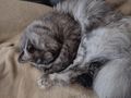 2 Katzen 4 Jahre Umzug abzugeben - Mischlingskatzen - Bild 7