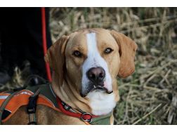 Boshko NOTFALL sterreich - Mischlingshunde - Bild 1