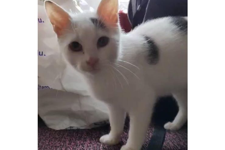 BabyKater Verschenken KALIMERO - Mischlingskatzen - Bild 1