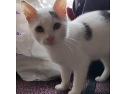 BabyKater Verschenken KALIMERO - Mischlingskatzen - Bild 1