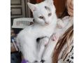 BabyKater Verschenken KALIMERO - Mischlingskatzen - Bild 2