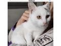 BabyKater Verschenken KALIMERO - Mischlingskatzen - Bild 3